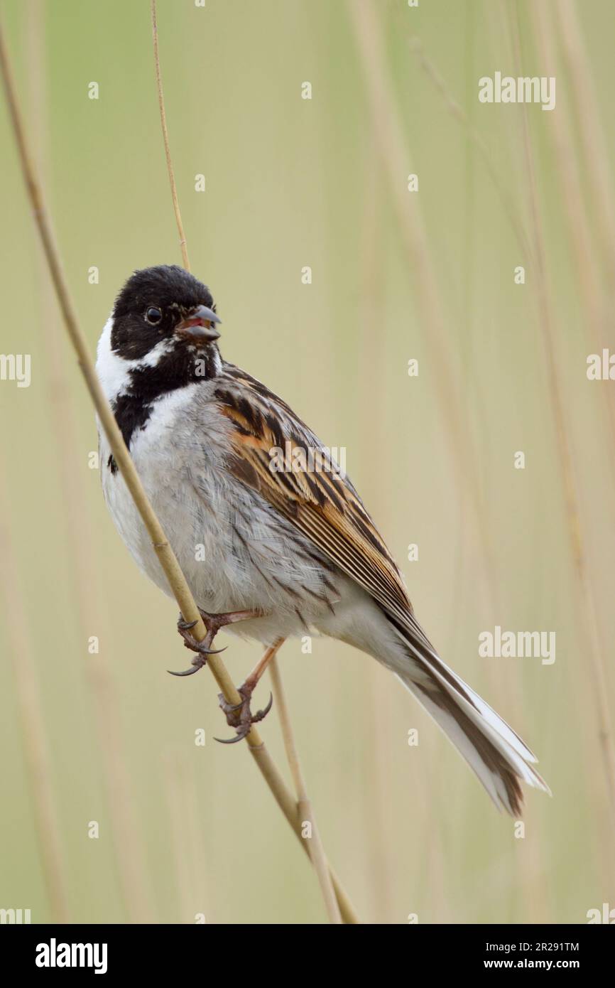 Reed Bunting  / Rohrammer ( Emberiza schoeniclus ), adult male, perched on a phragmites reed stem, singing, nice surrounding, wildlife Europe. Stock Photo