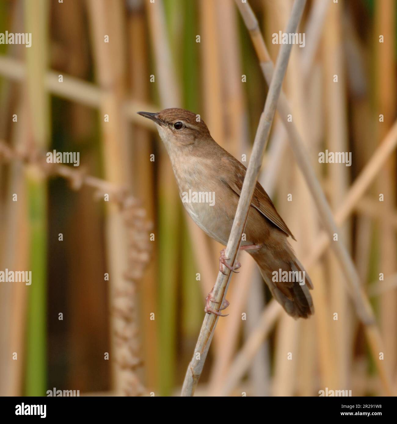Savis Warbler / Rohrschwirl ( Locustella luscinioides ) in its typical habitat, in the reeds, perched on reed, watching, wildife, Europe. Stock Photo