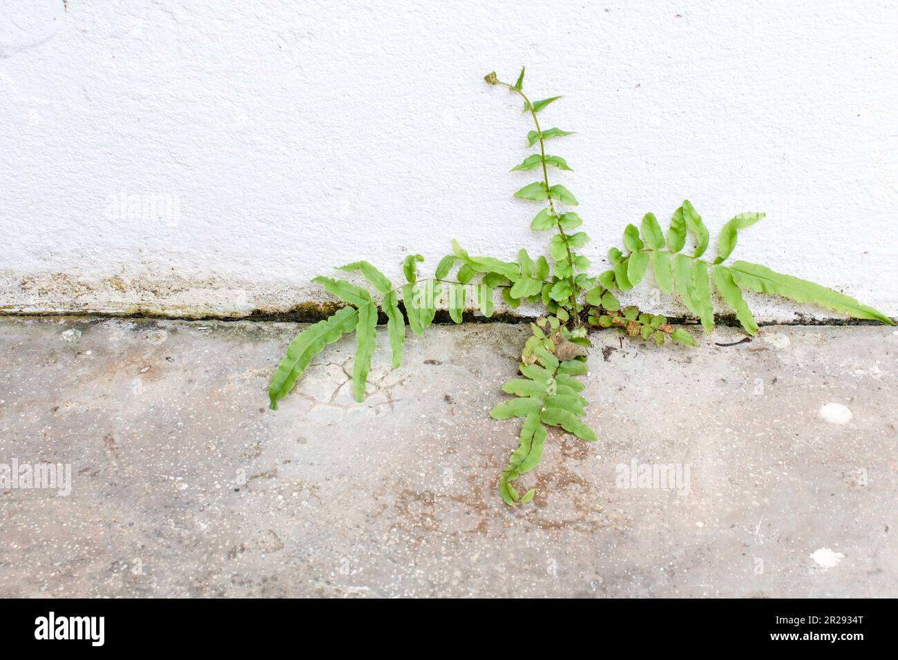 The vines grow between the walls of the office building and the cement