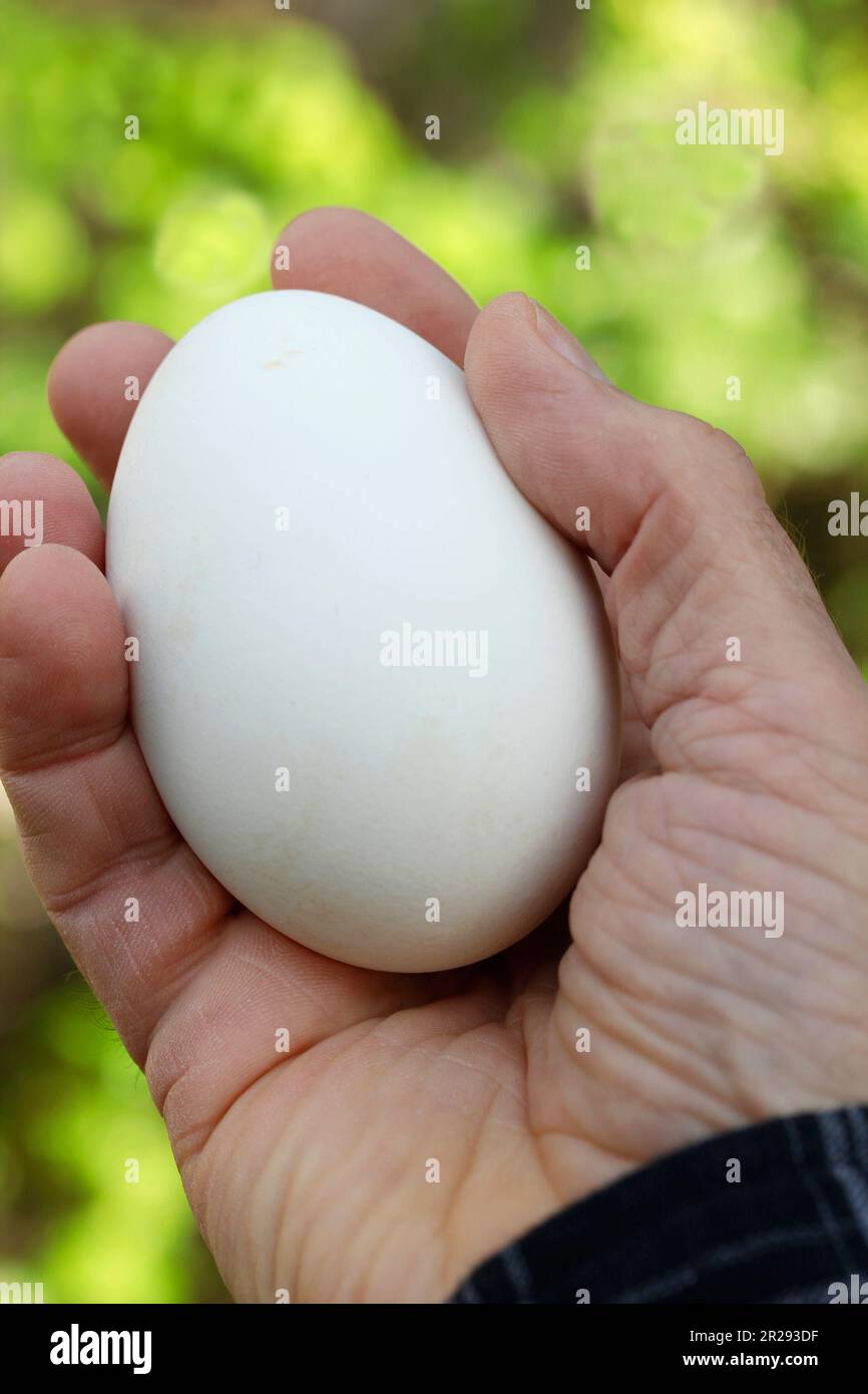 Egg of goose. Stock Photo