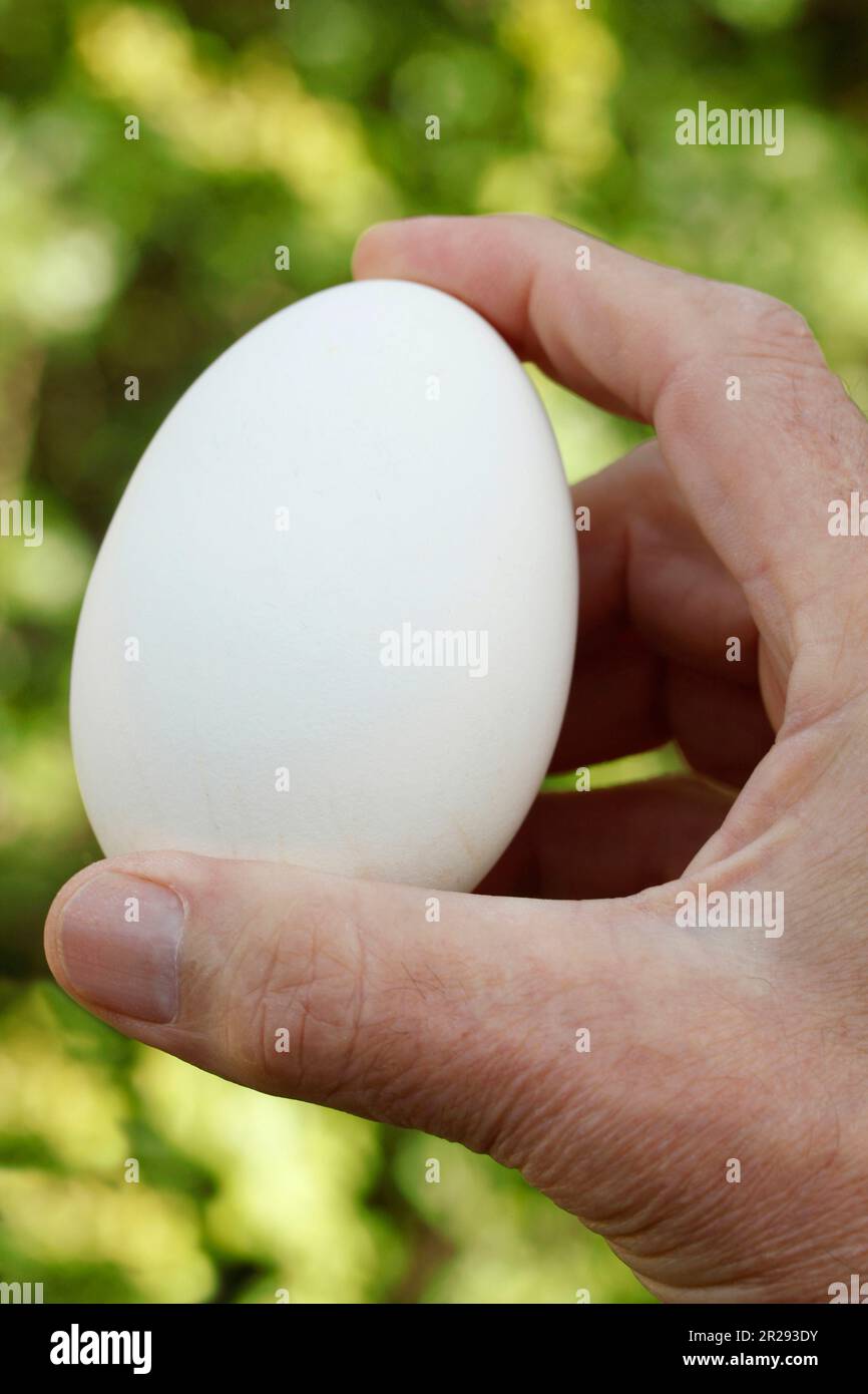 Egg of goose. Stock Photo