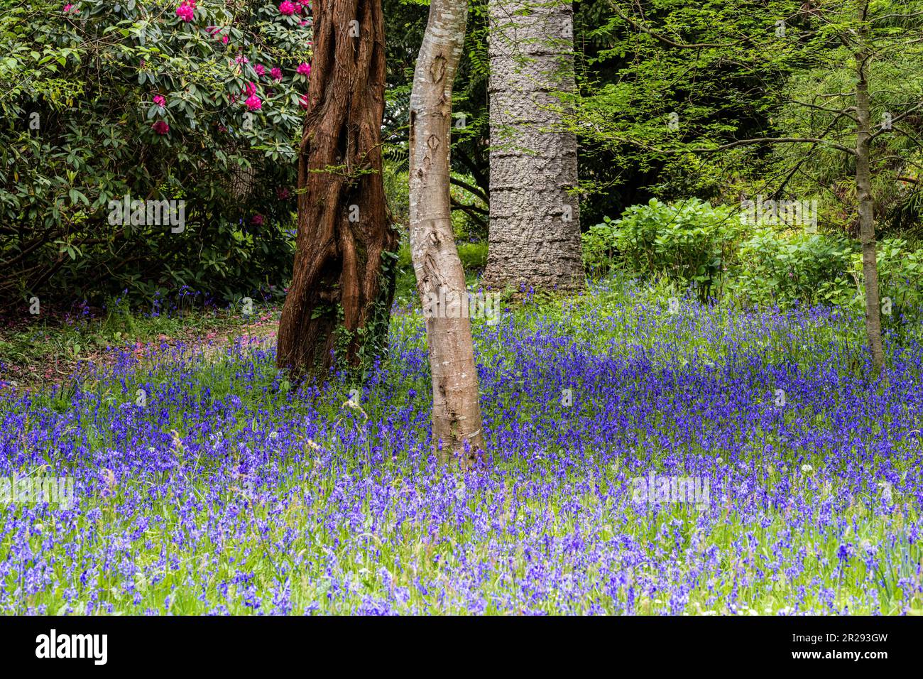 A field of Common English Bluebells Hyacinthoides non-script in the quiet; historic Parc Lye area in Enys Gardens in Penryn in Cornwall in the UK. Stock Photo