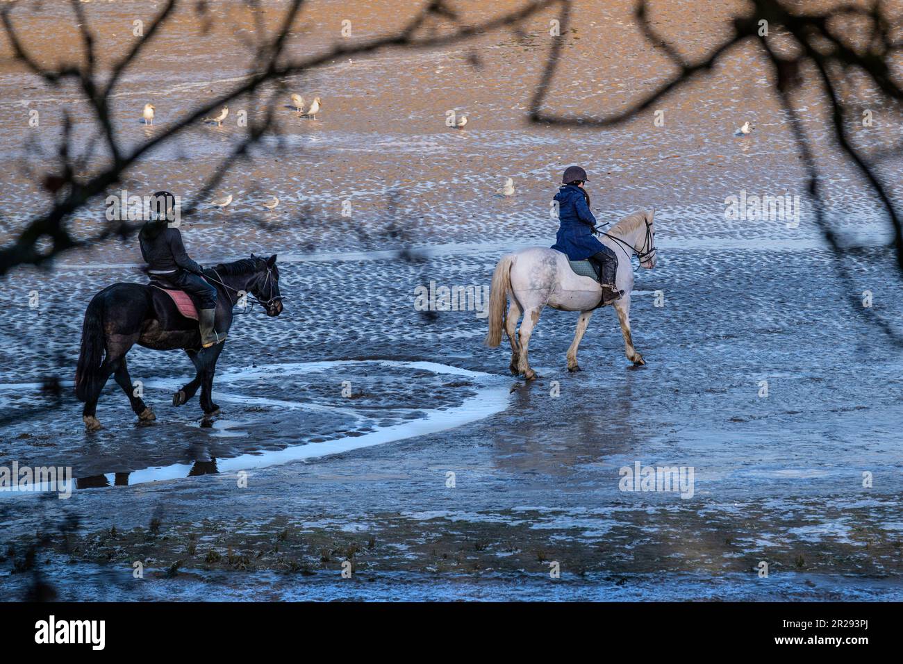 Horse riders riding along the Gannel River at low tide in Newquay in
