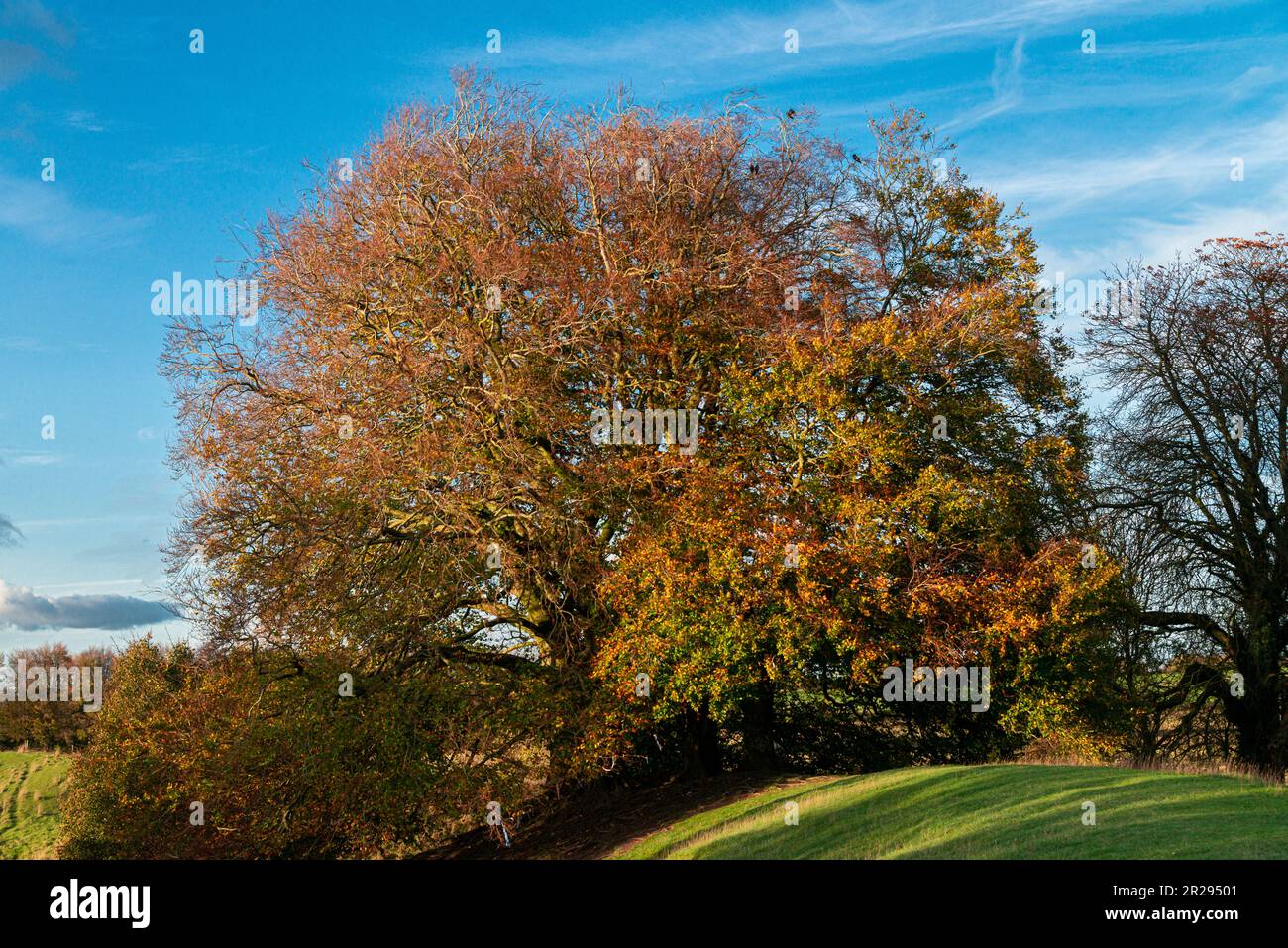 The wishing tree also known as Tolkien's Mythic Trees in Avebury, Wiltshire, UK Stock Photo