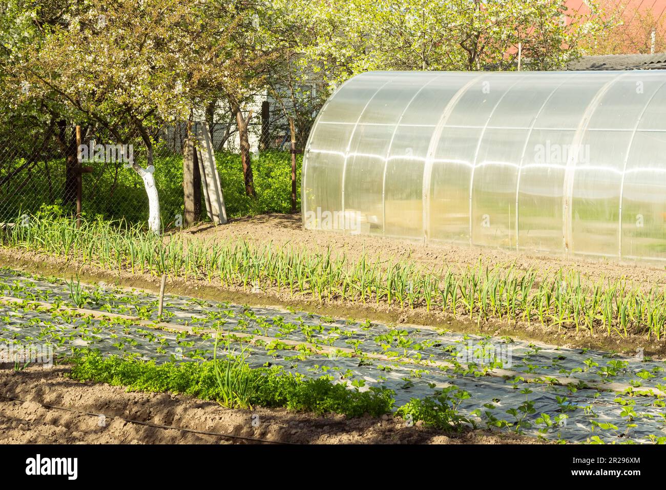 Beautiful vegetable garden with greenhouses potato beds and black soil  great design for any purposes Home backyard Stock Photo - Alamy, image size:1300x956