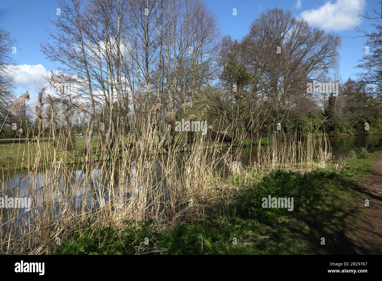 Bulrushes in early Spring  river wey navigation surrey england Stock Photo