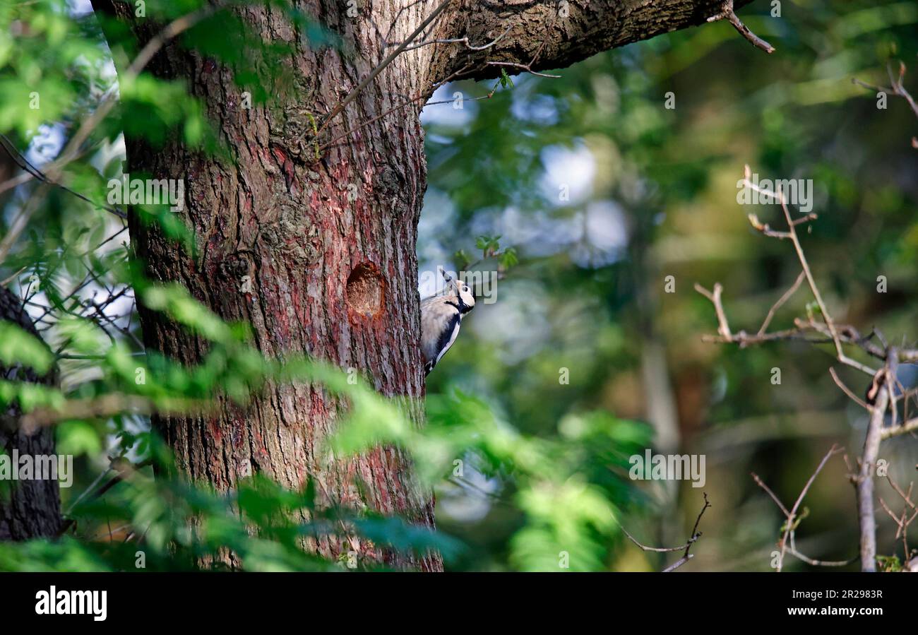 Great spotted woodpecker at its nest site Stock Photo - Alamy