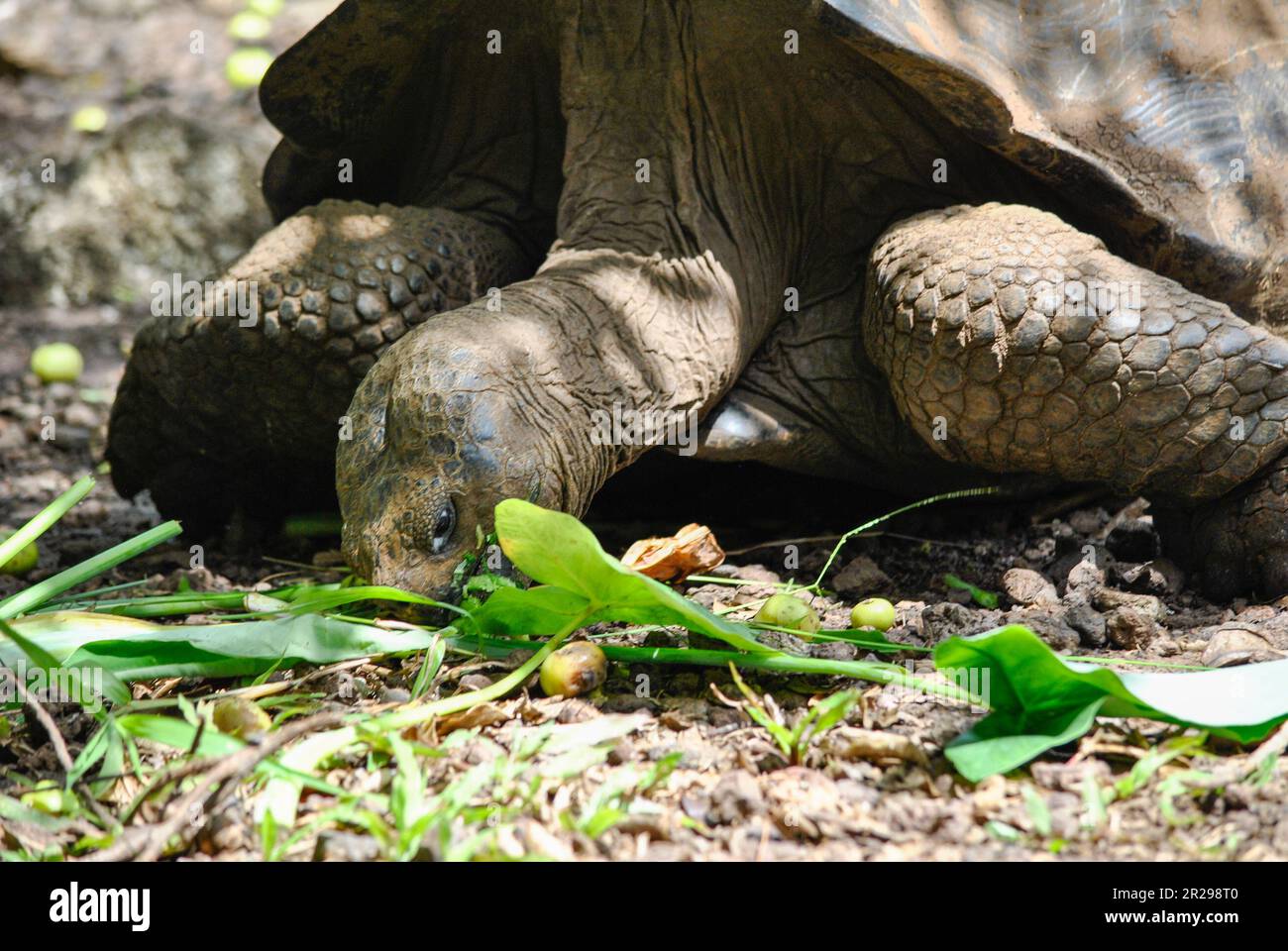 A Galapagos giant tortoise, chelonoidis spp., eating.  In back, manzanillo fruits, poison apple.  San Cristobal Island.  Galapagos Islands, Ecuador Stock Photo