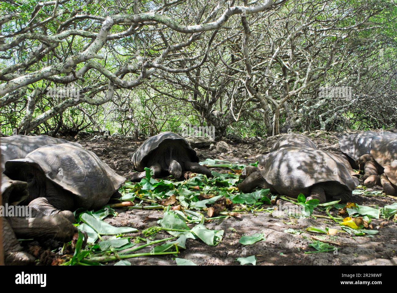 A group of Galapagos giant tortoises, chelonoidis spp., eating.  In back, manzanillo fruits, poison apple.  San Cristobal Island.  Galapagos Islands, Stock Photo