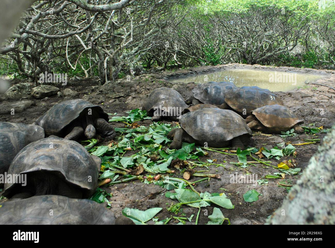 A group of Galapagos giant tortoise, chelonoidis spp., eating.  In back, manzanillo fruits, poison apple.  San Cristobal Island.  Galapagos Islands, E Stock Photo
