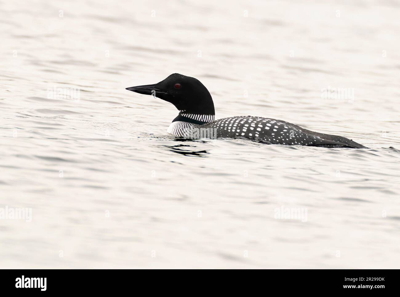 A Great northern diver (Gavia immer) in Summer plumage on the Isle of Mull, Scotland Stock Photo