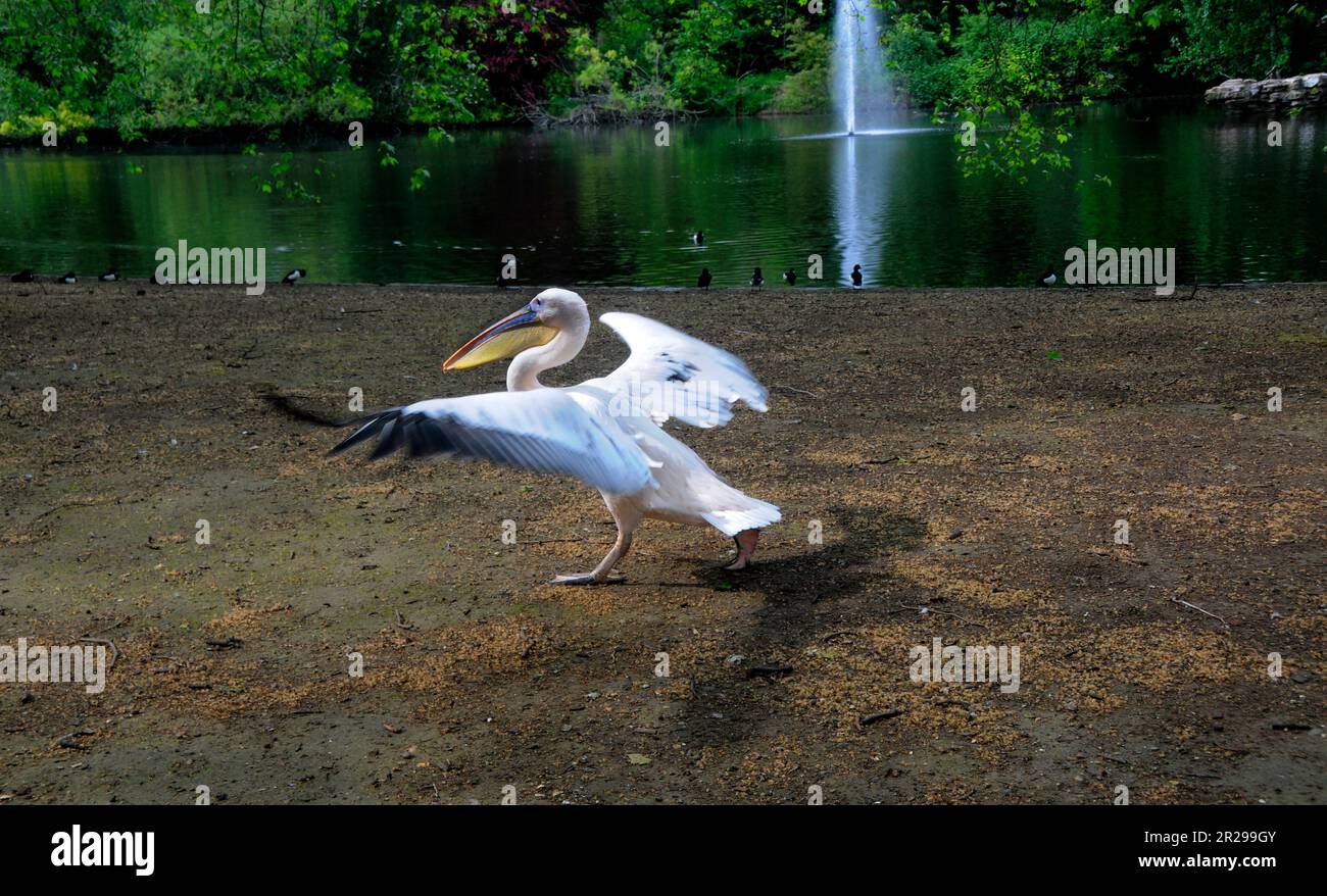 Pelican in St.James Park London Stock Photo