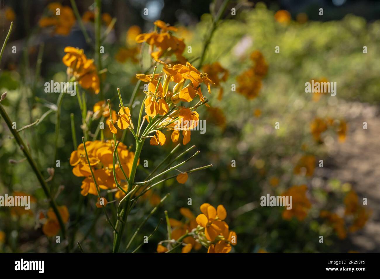 Close Up of Western Wall Flower Backlit By The Sun in Kings Canyon Stock Photo