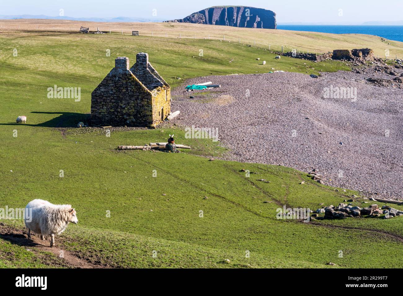 A sheep in front of the remains of the Stenness haaf fishing station at Eshaness in Northmavine on the north Mainland of Shetland. Stock Photo