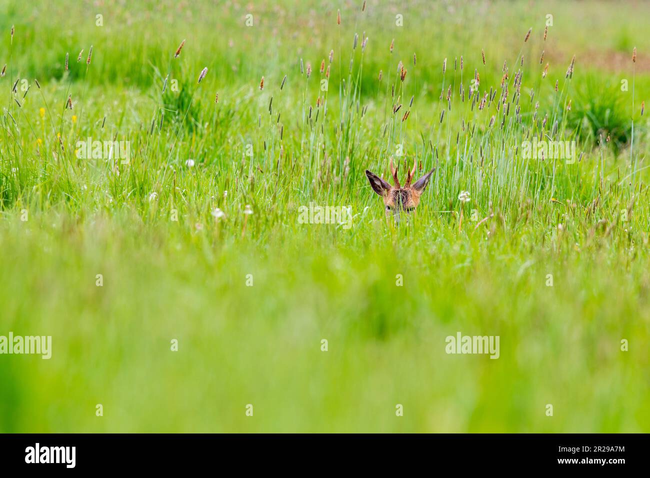 A young roe buck lying down to ruminate in a meadow during springtime, Norfolk Stock Photo