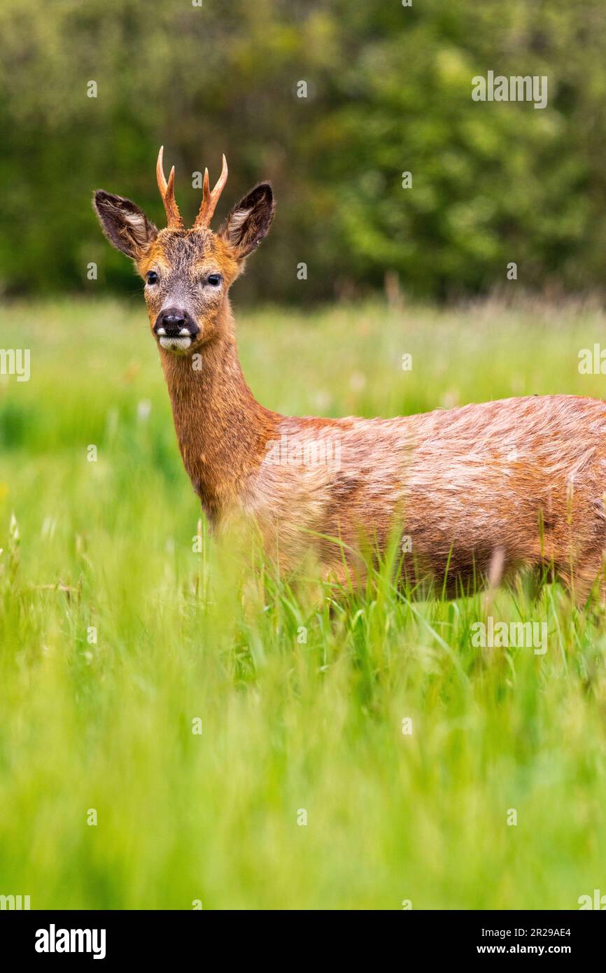 A young roe buck comes close to the photographer in a meadow during springtime, Norfolk Stock Photo