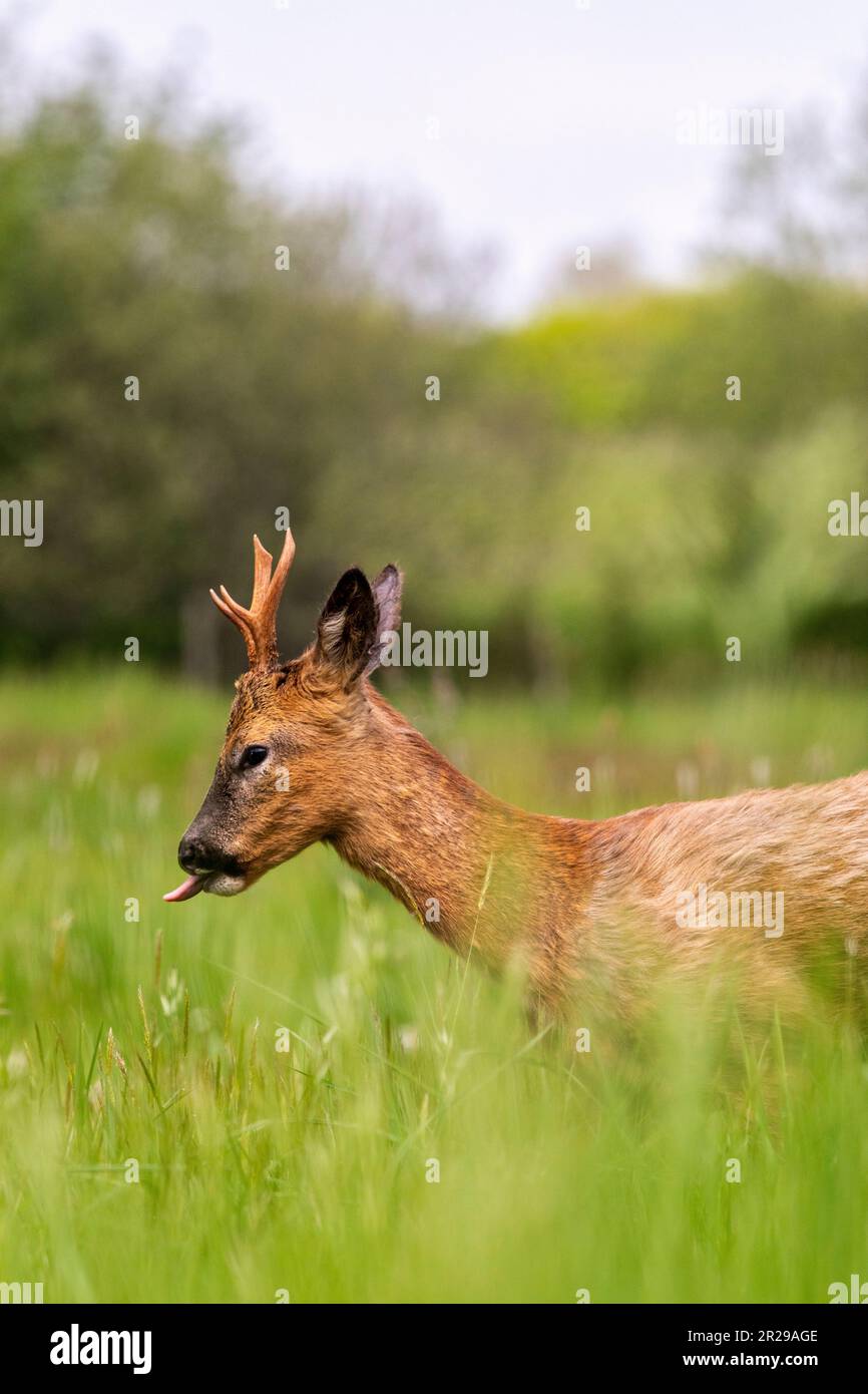 A young roe buck walking close to the photographer in a meadow during springtime, Norfolk Stock Photo