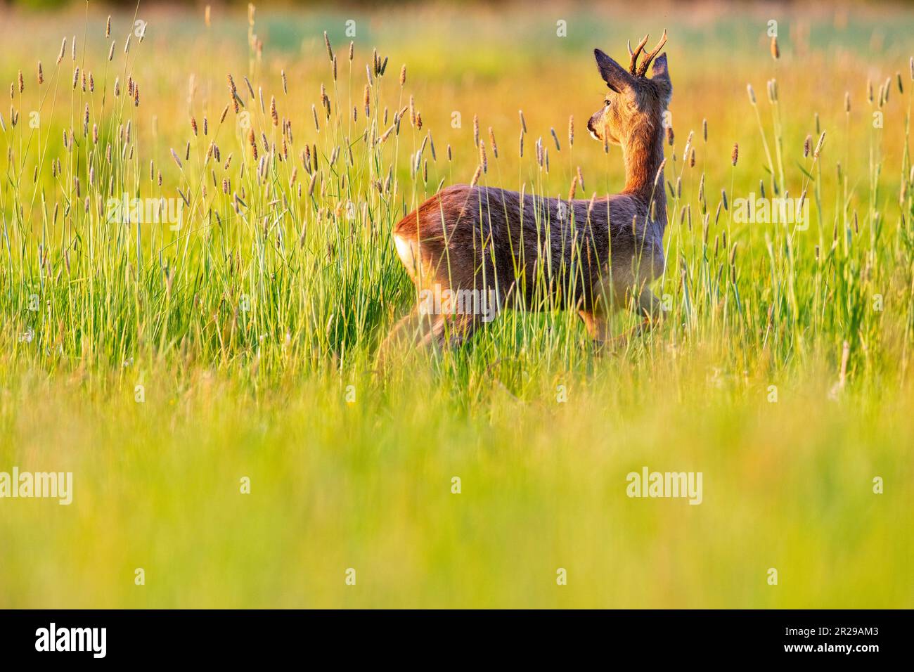 A young roe buck watches a pair of rutting deer apprehensively in a meadow at sunset during springtime, Norfolk Stock Photo