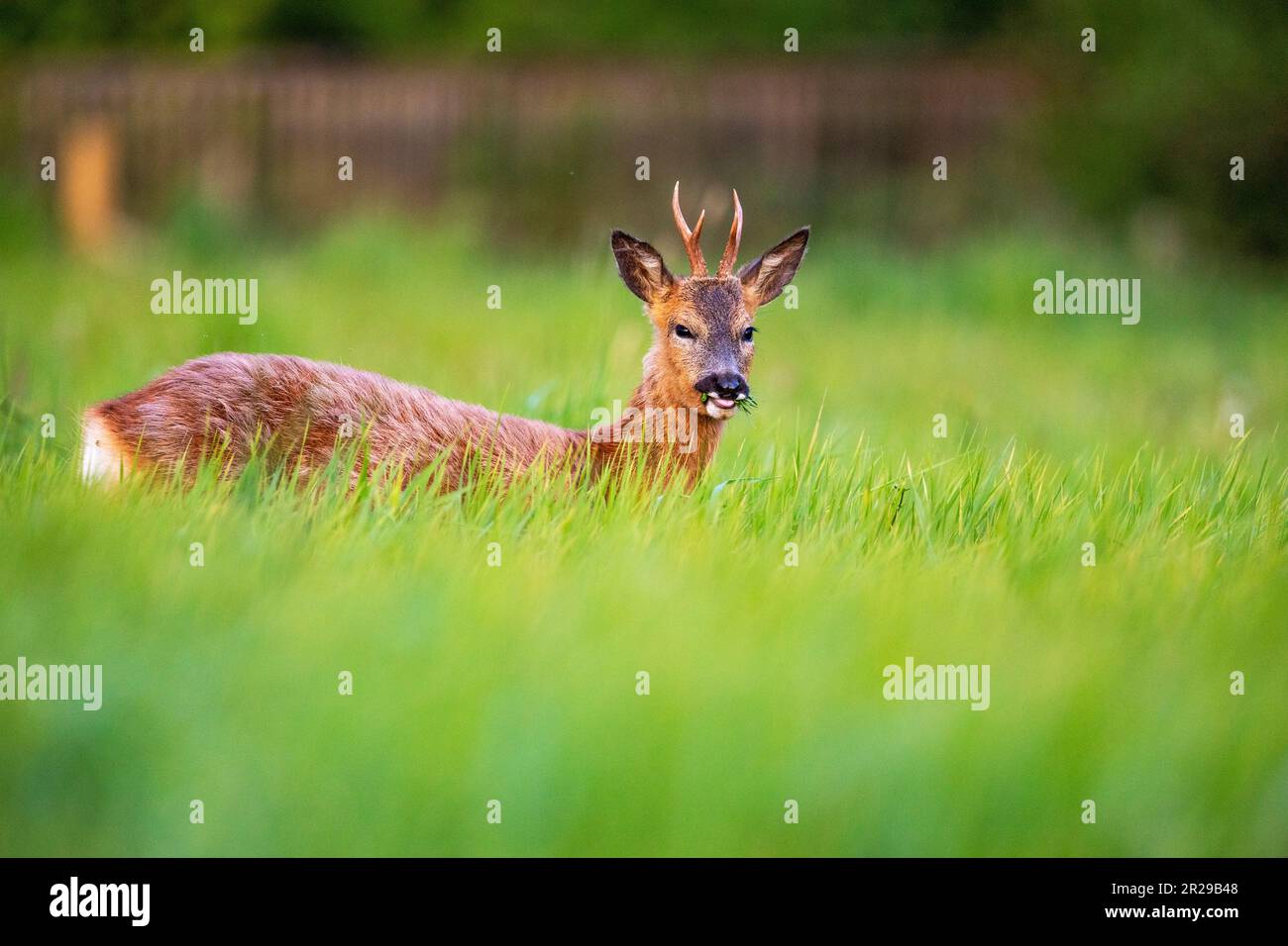 A young roe buck feeding in a meadow during springtime, Norfolk Stock Photo