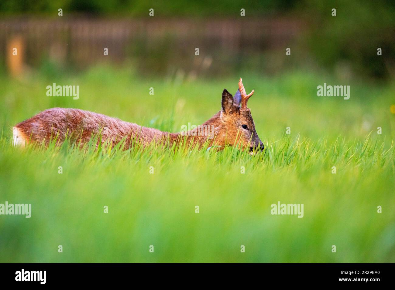 A young roe buck feeding in a meadow during springtime, Norfolk Stock Photo