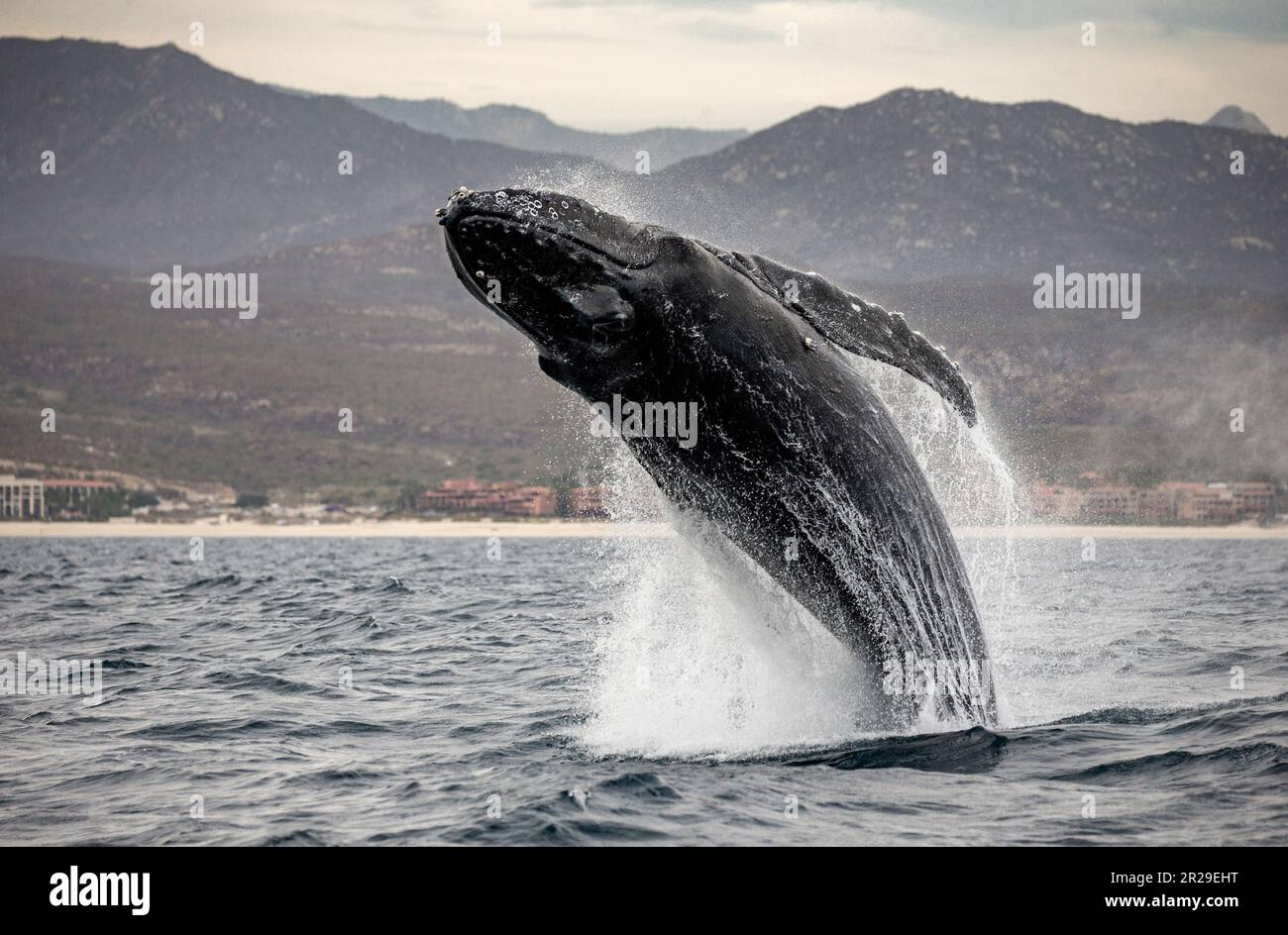 Jumping humpback whale (Megaptera novaeangliae) on the background of the Mexican coast. Mexico. Sea of Cortez. California Peninsula. Stock Photo