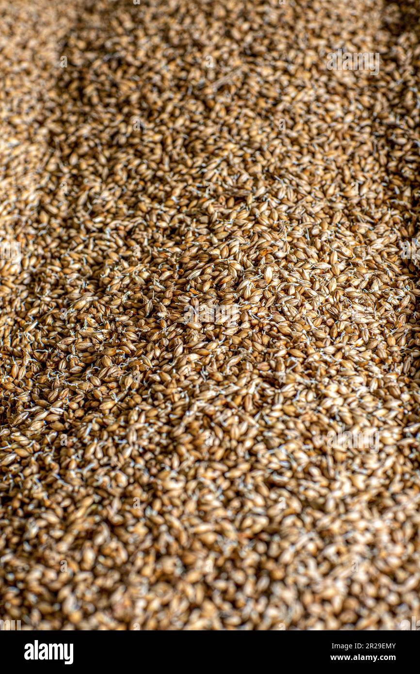 Malting floor at Kilchoman  distillery, Isle of Islay, Scotland. Here the barley is drying and germinating. Stock Photo