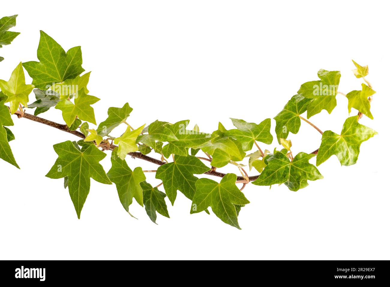 Ivy branch isolated on white with copy space and clipping path included Stock Photo Alamy