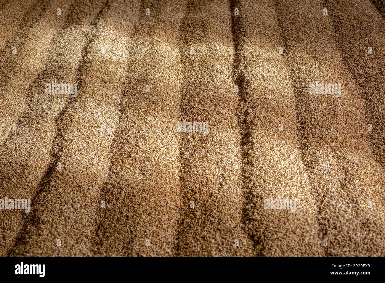 Malting barley with rake lines at Kilchoman  distillery, Isle of Islay, Scotland. Here the barley is drying and germinating. Stock Photo