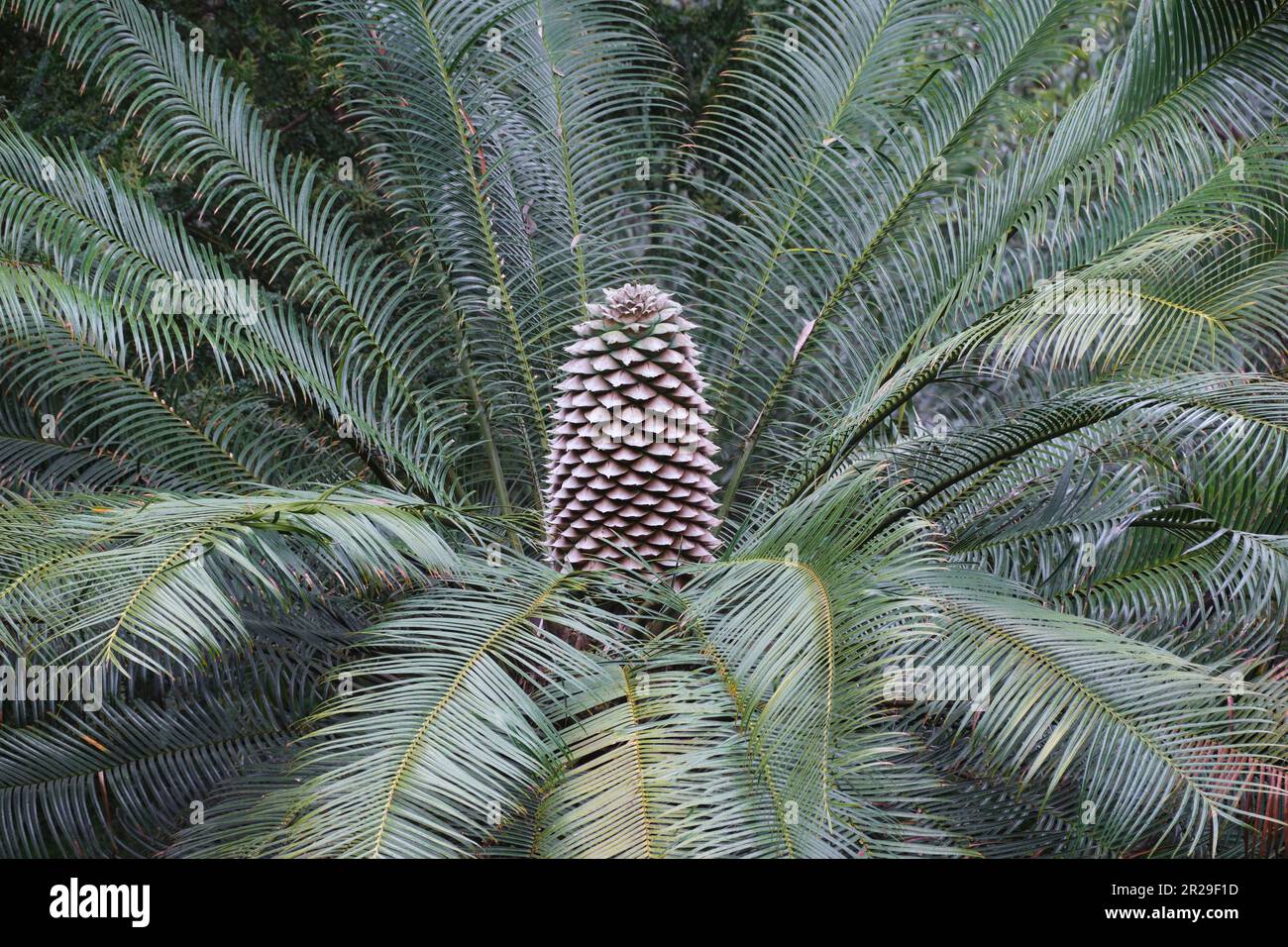 Pineapple Zamia Stock Photo