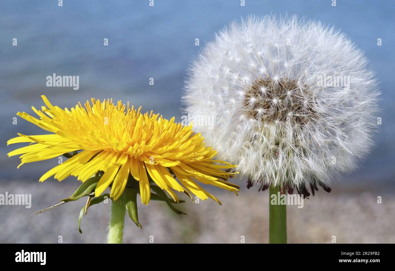 Bright yellow Dandelion flower beside a Dandelion flower that has gone to seed Stock Photo