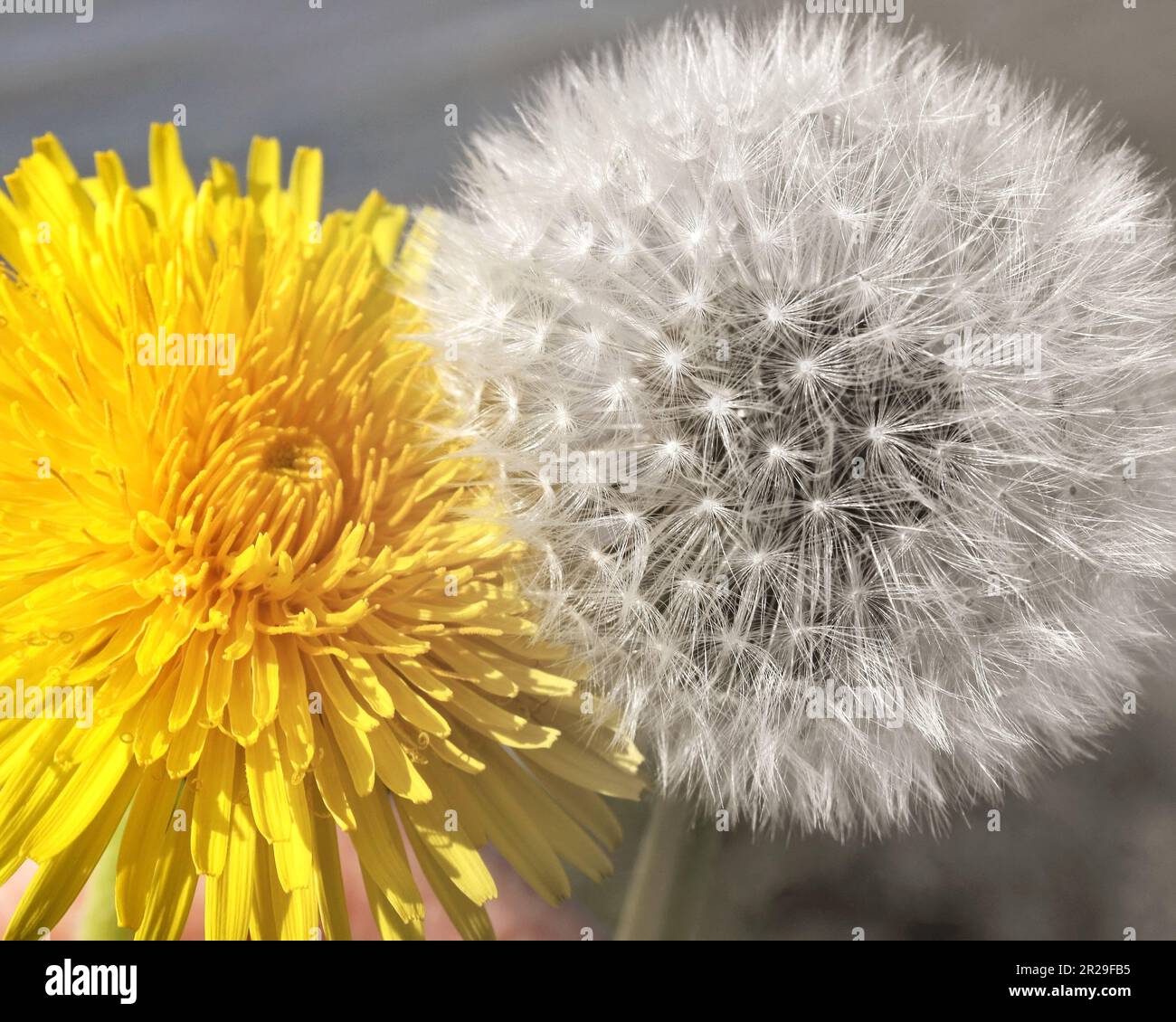 Bright yellow Dandelion flower beside a Dandelion flower that has gone to seed Stock Photo