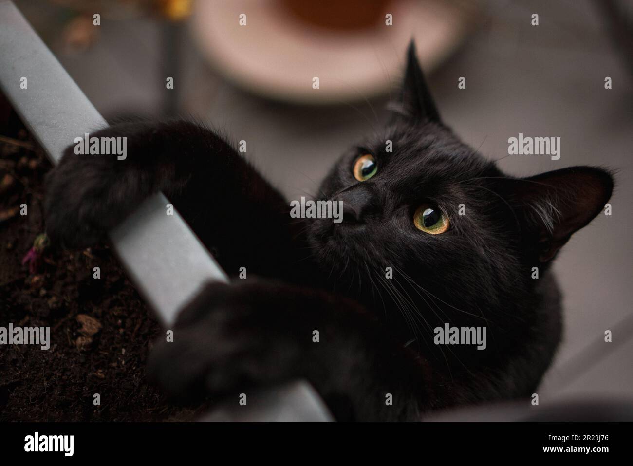 naughty curious cat alone at home Stock Photo