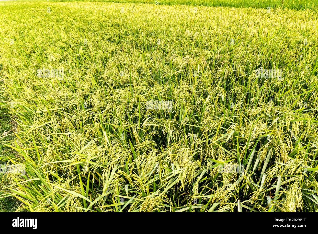 Green rice field in Beautiful rice tree background. Ripe rice field and ...