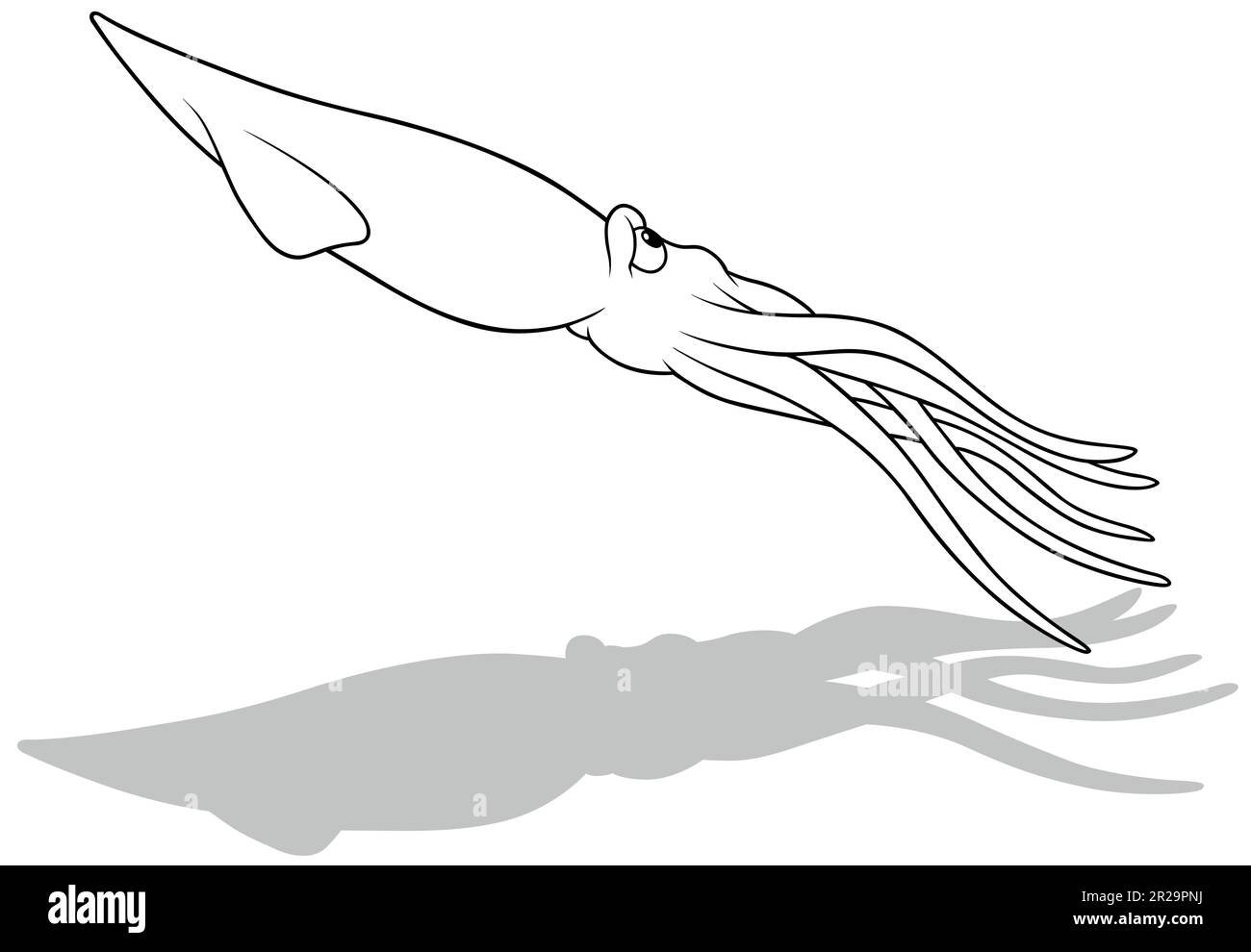 Drawing of a Floating Squid Stock Vector Image & Art Alamy