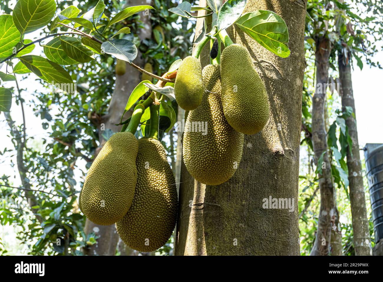 This fruit is scientific name is Artocarpus heterophyllus. Jackfruit still on the tree. The jackfruit also known as jack tree. Stock Photo