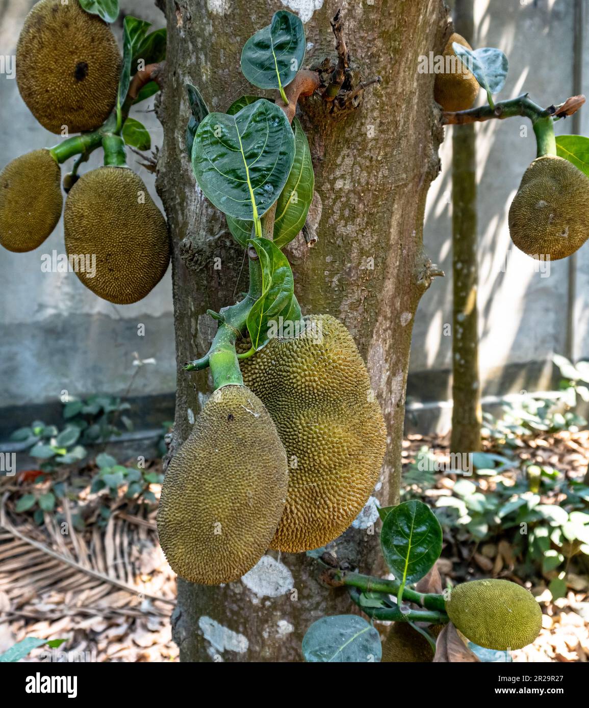 Many jackfruits growing on the jack tree. Artocarpus heterophyllus