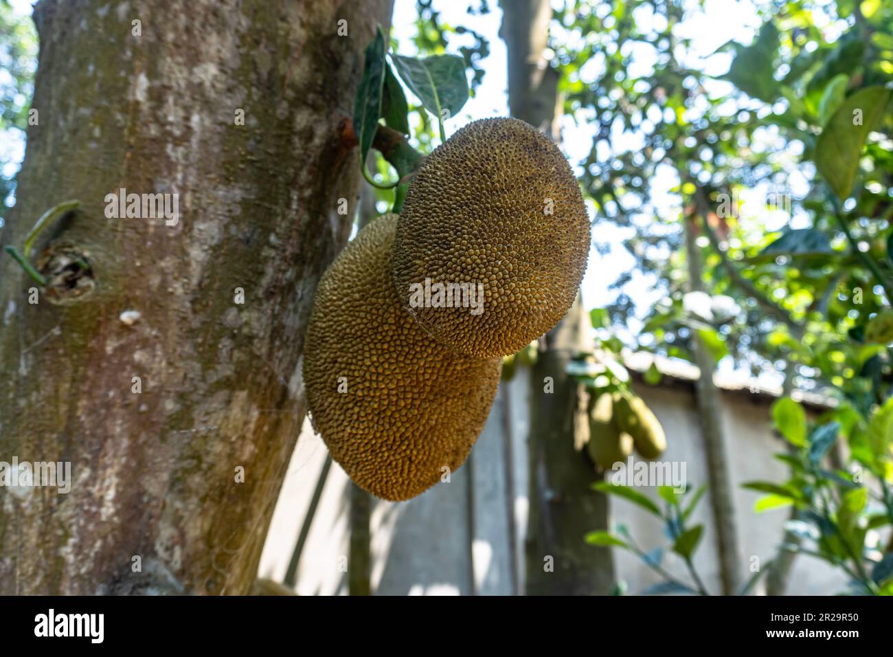 Jackfruit hanging on jackfruit tree. This fruits scientific name is