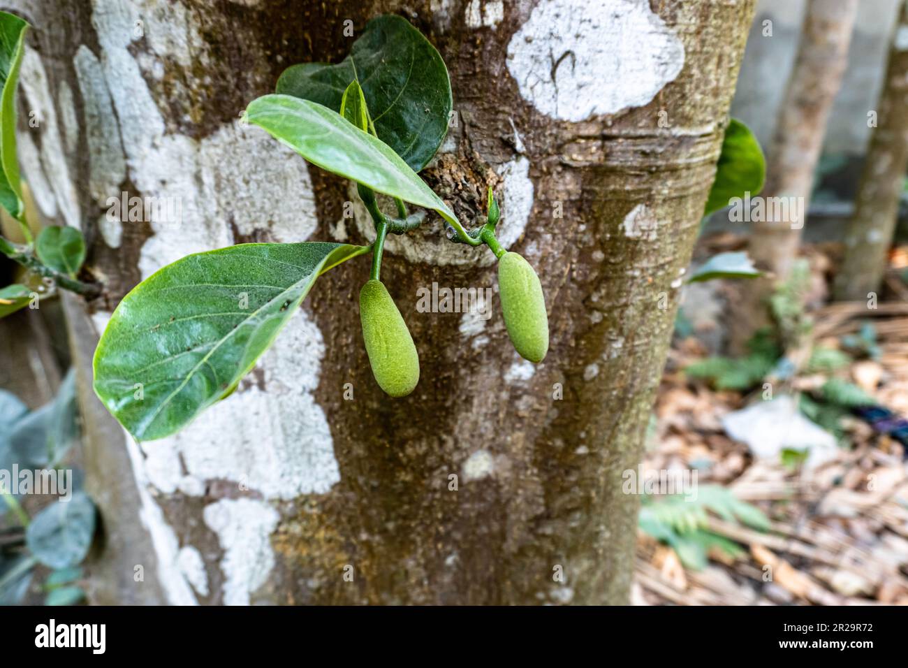 Two young Jack fruits hanging in trees in a tropical fruit garden in Bangladesh. This fruits scientific name is Artocarpus heterophyllus Stock Photo