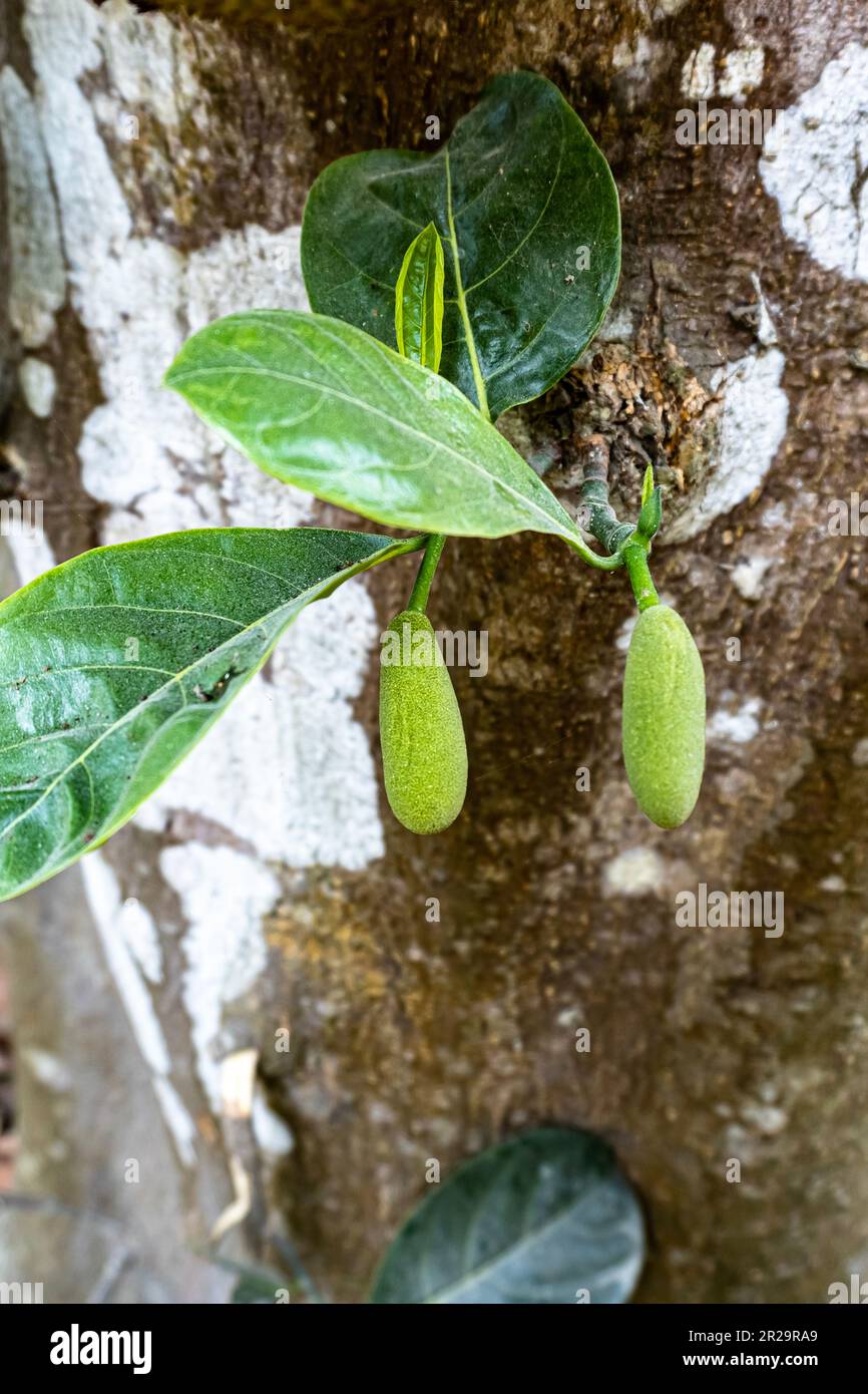 Two baby jackfruit and their leaf in hanging background. This fruits scientific name is Artocarpus heterophyllus Stock Photo