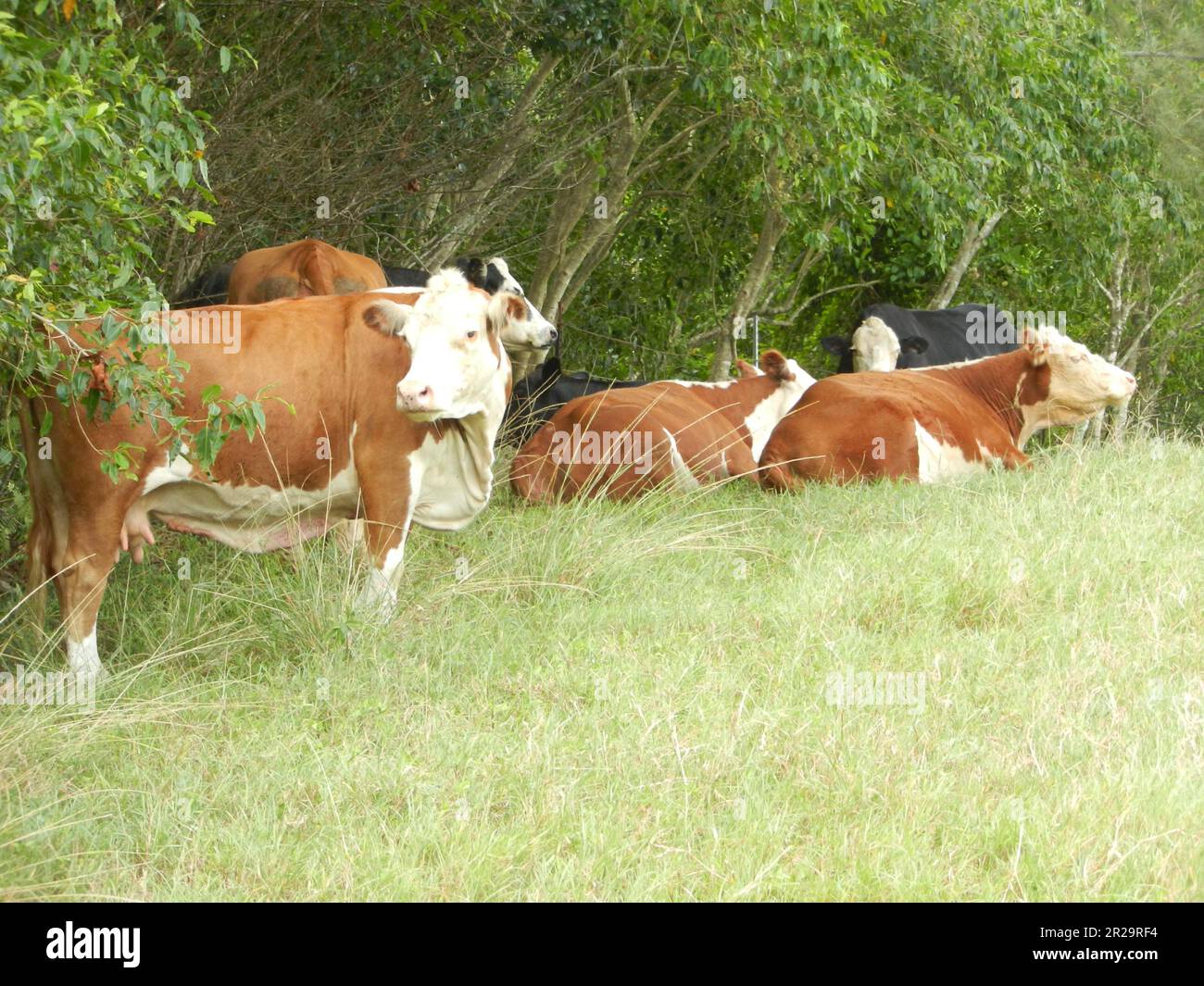 Six cows sitting and standing in a field of grass up against bushes. Stock Photo