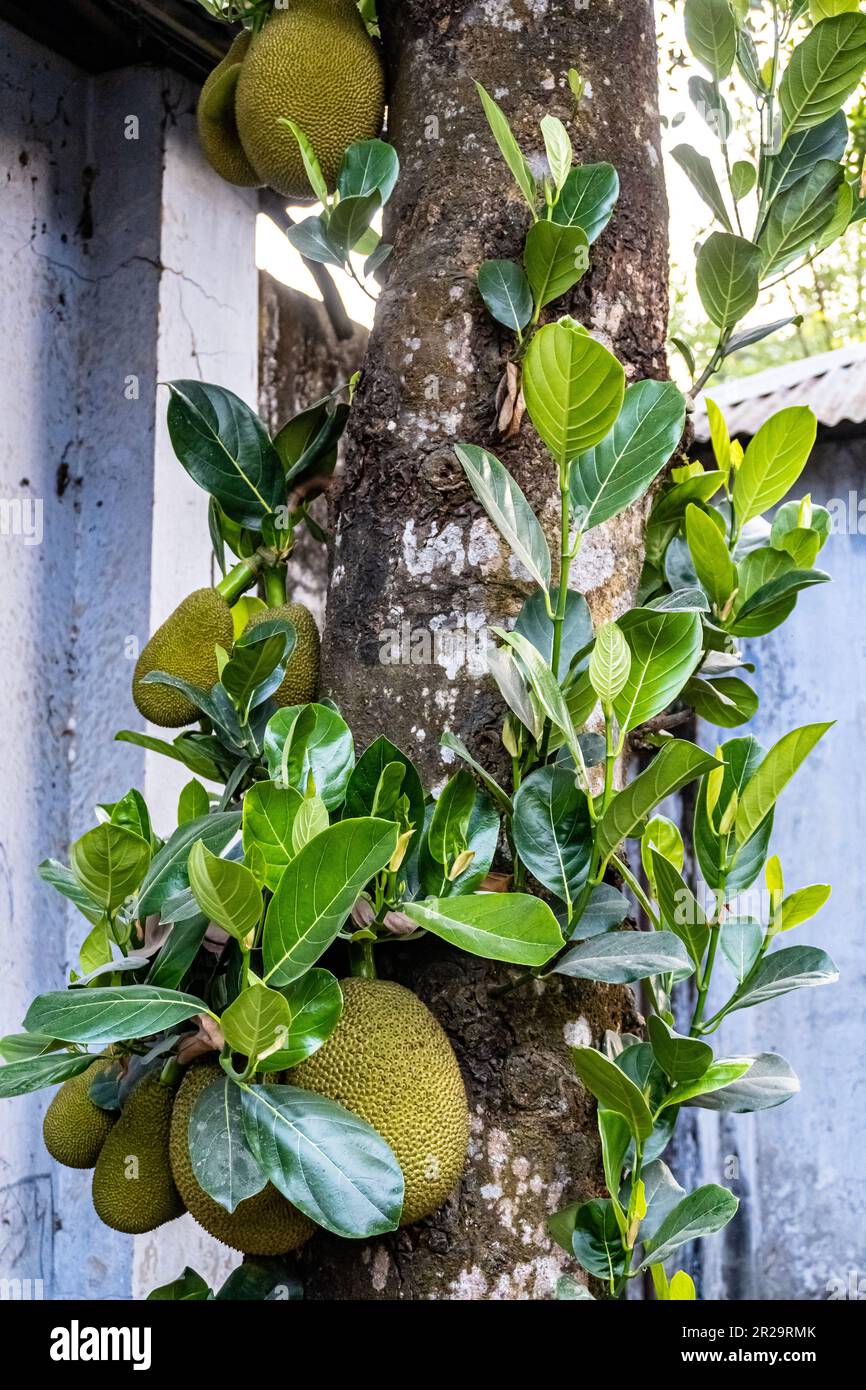 Jackfruit tree with lots of jackfruits hanging. Jackfruit,tree,nature and healthy food concepts. Asian summer fruits named Jackfruit scientific name A Stock Photo