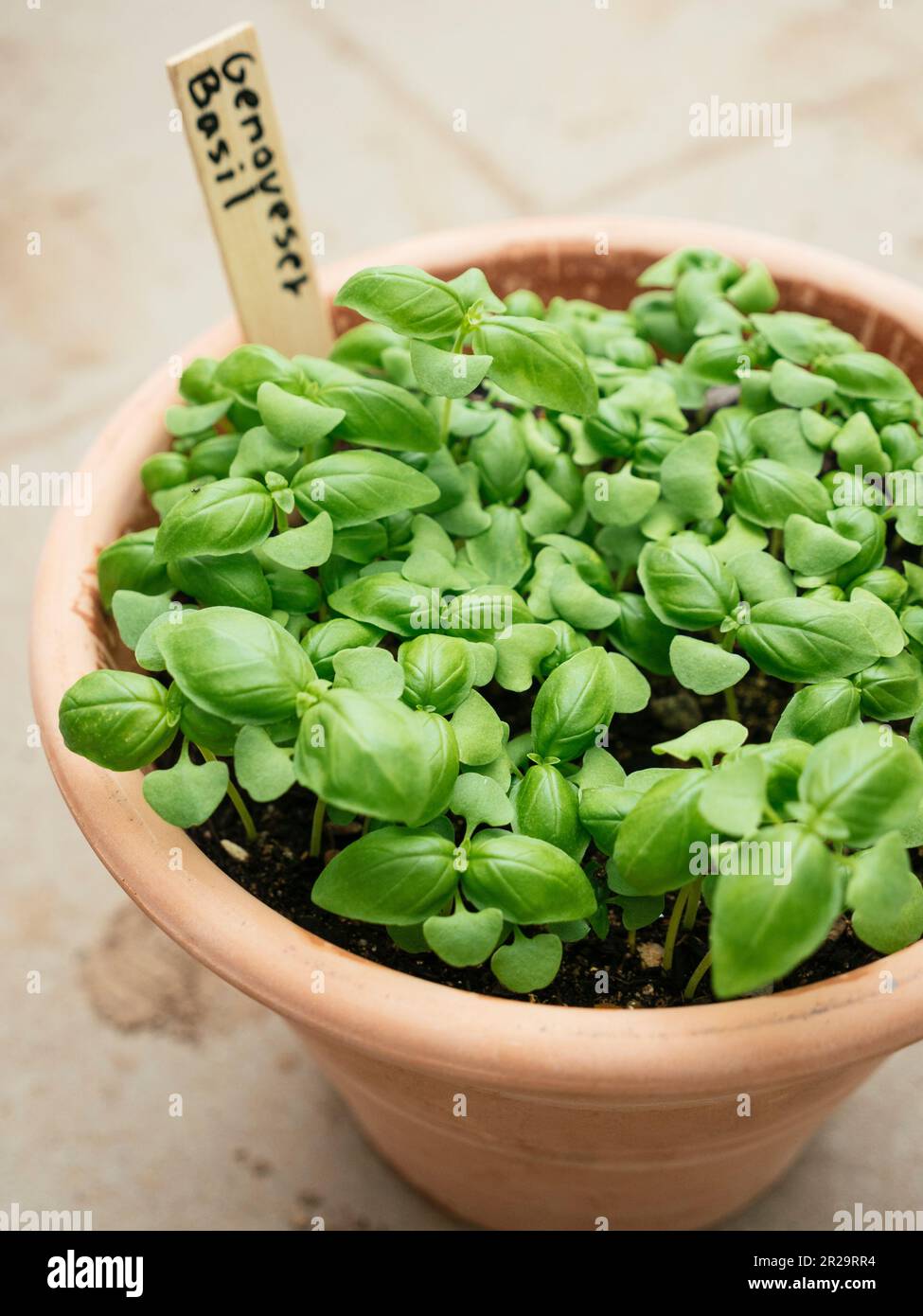 Genovese basil growing in a terra-cotta pot. Stock Photo