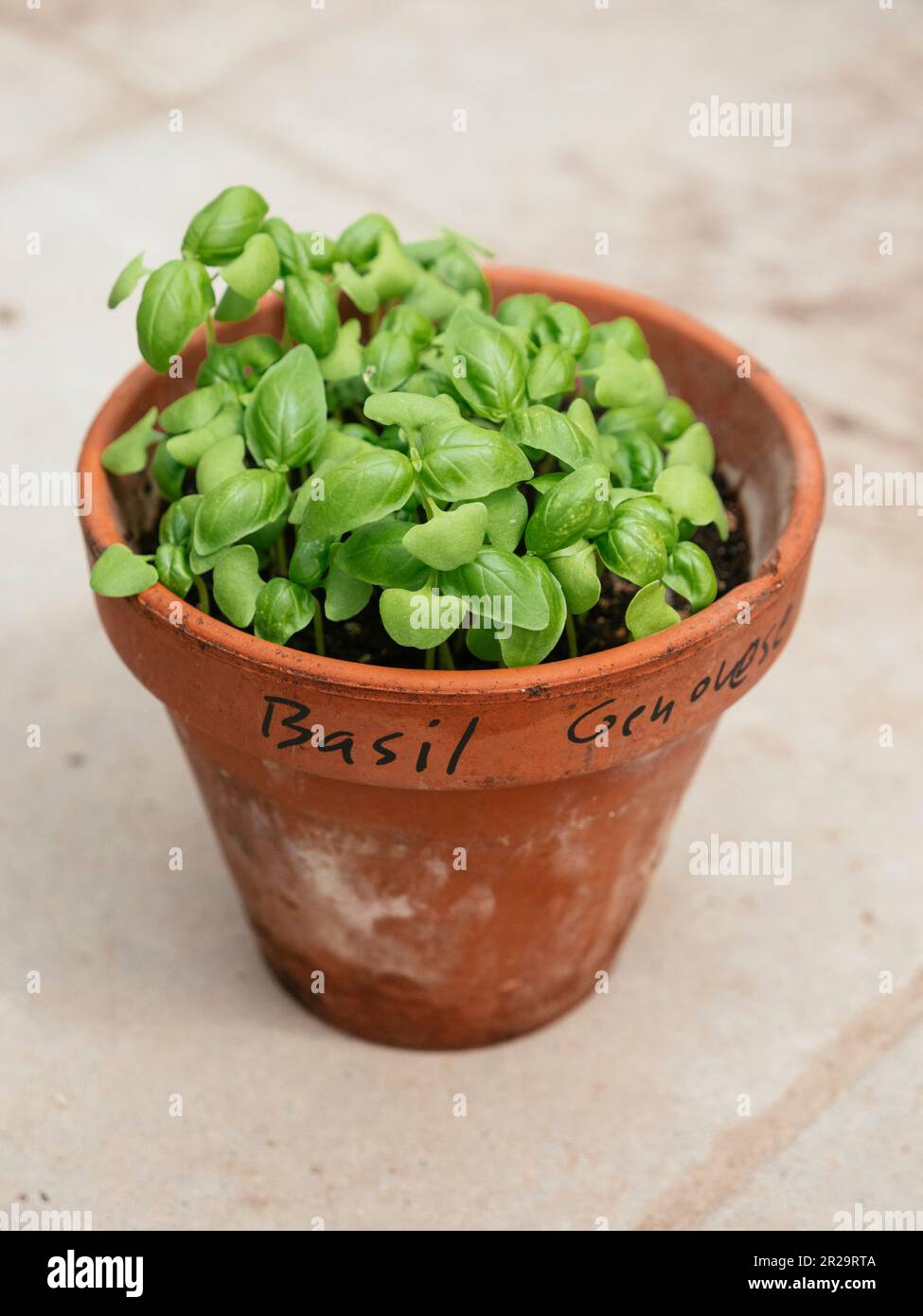 Genovese basil growing in a terra-cotta pot. Stock Photo