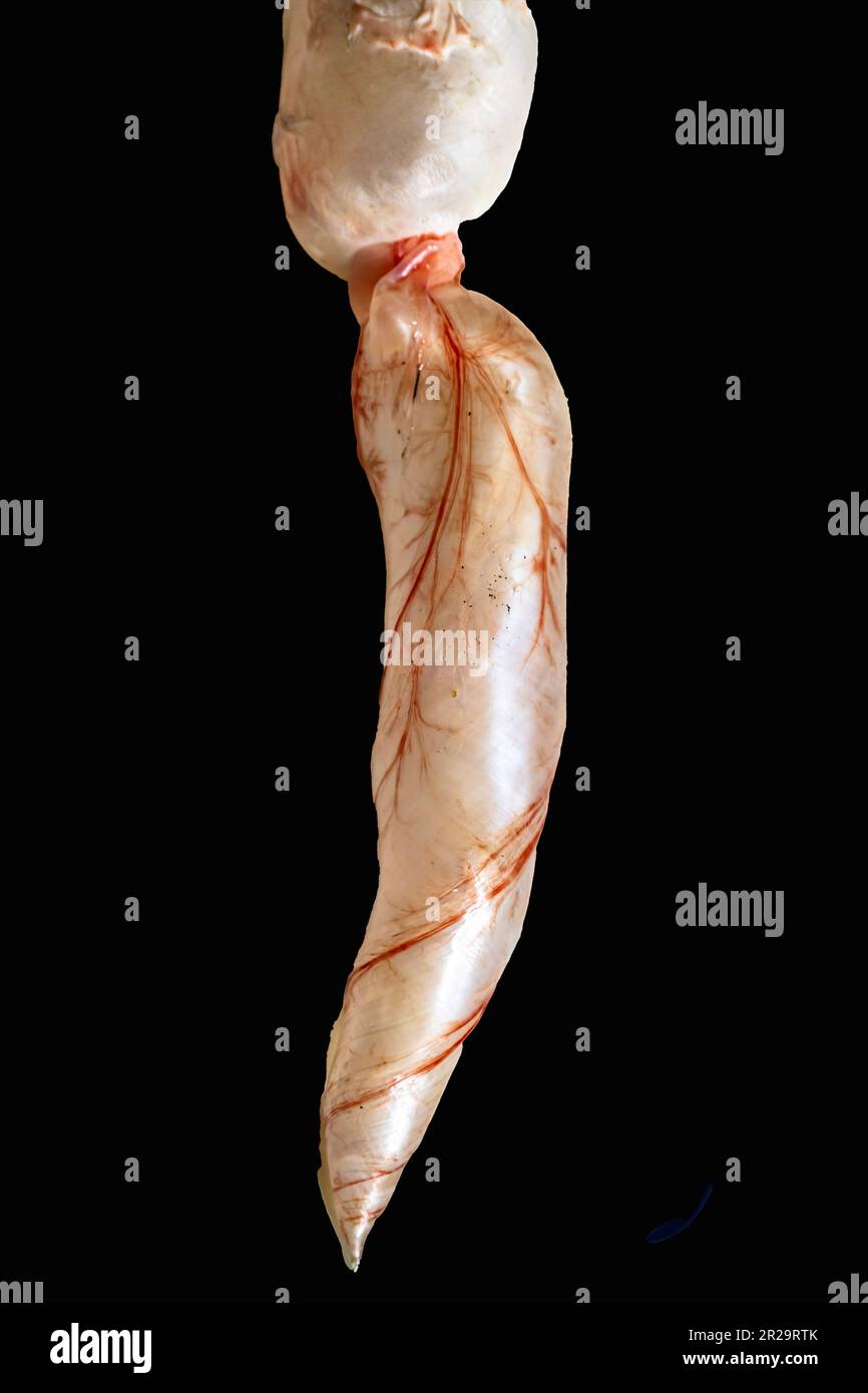 Fresh fish bladders, Portrait view of swim bladder of a carpfish isolated on a black background with copy space. Taxonomy of Fish. Zoology Practical Stock Photo