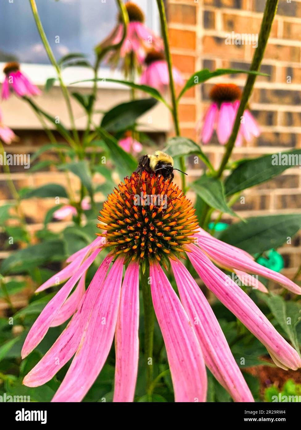 Beautiful flower with a bee on top of it. Stock Photo