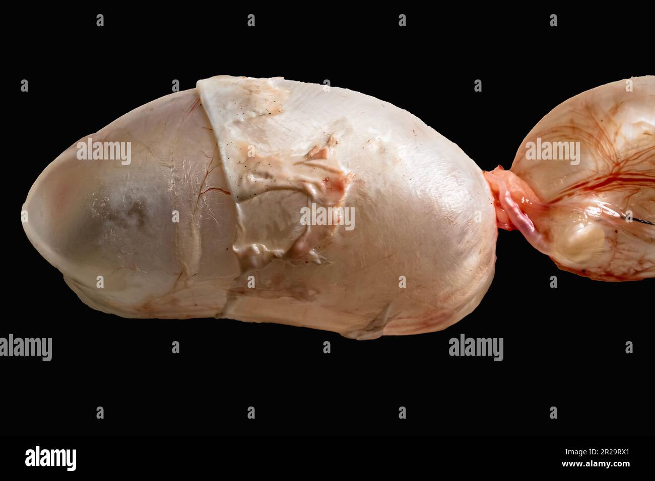 Front part of swim bladder of a carpfish isolated on a black background with copy space. Taxonomy of Fish. Zoology Practical Stock Photo