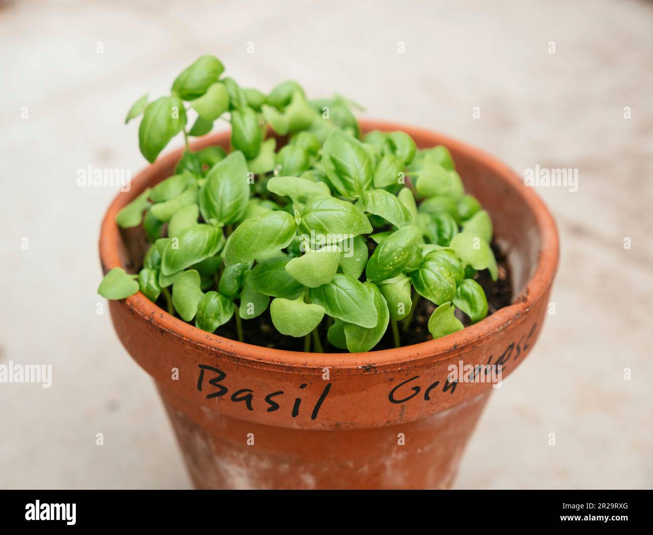 Genovese basil growing in a terra-cotta pot. Stock Photo