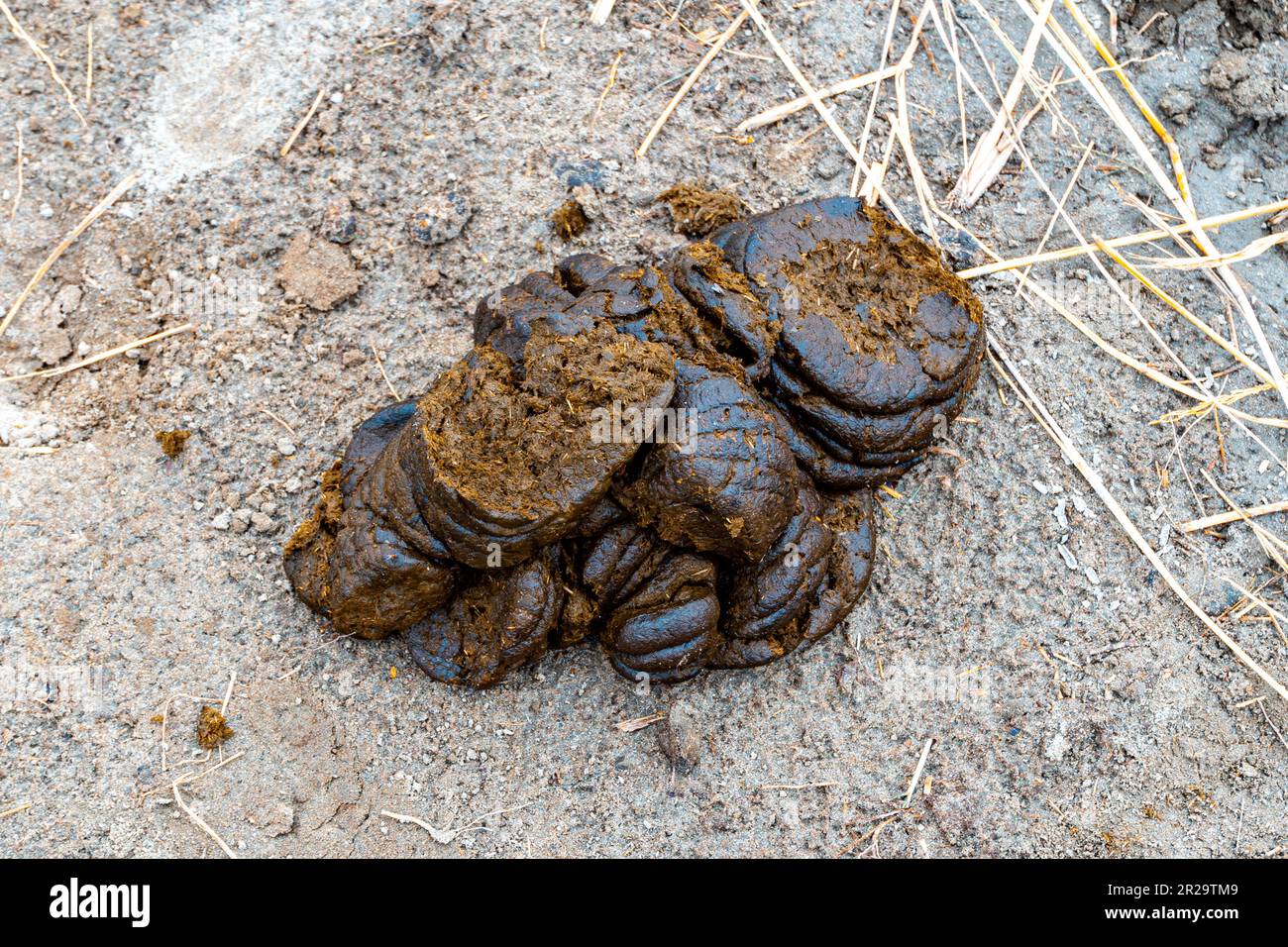 A pile of black cow dung poo in a field. cow manure on a ground. Stock Photo