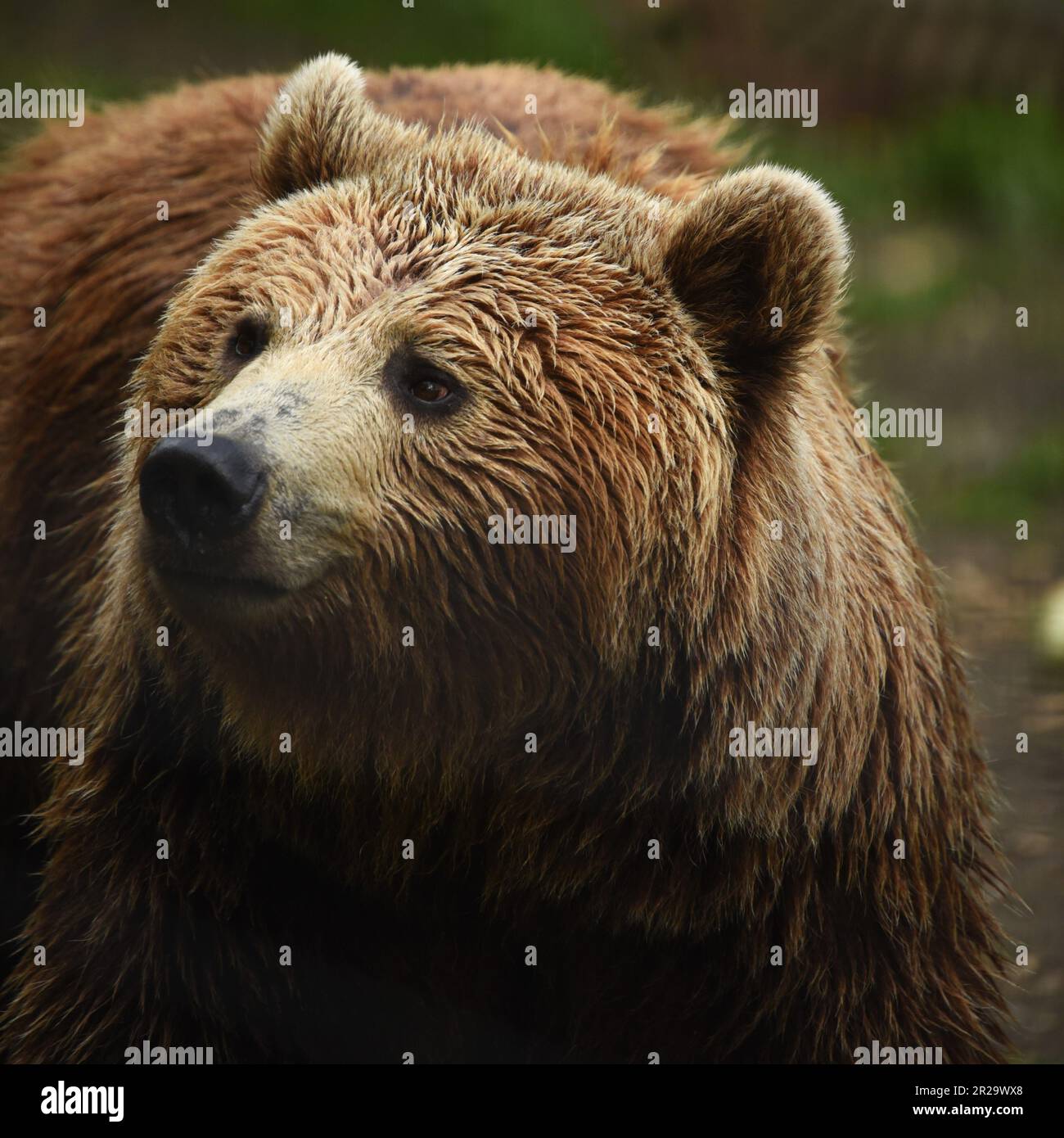 European Brown Bears, Port Lympne, Kent, Wildlife Park, Animal conservation Stock Photo