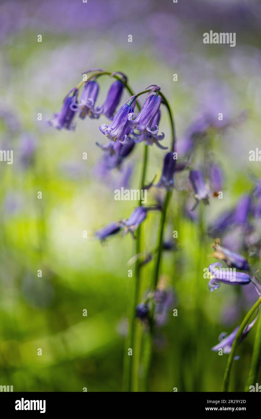 Tight focus on Bluebells in Bluebell wood, Forest in West Sussex UK. Stock Photo